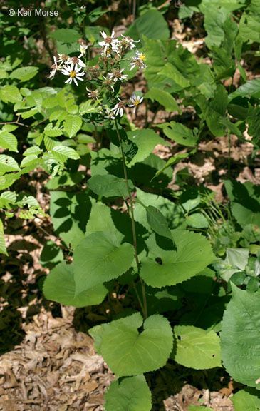 Eurybia macrophylla
