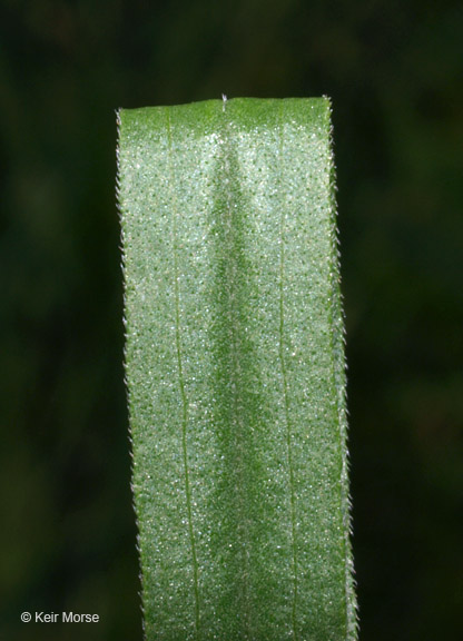 Euthamia graminifolia