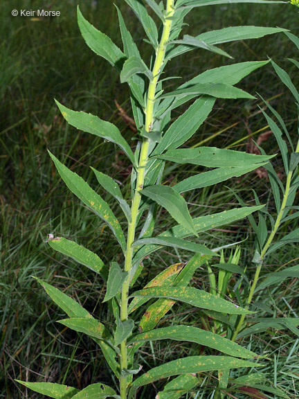 Solidago altissima ssp. altissima