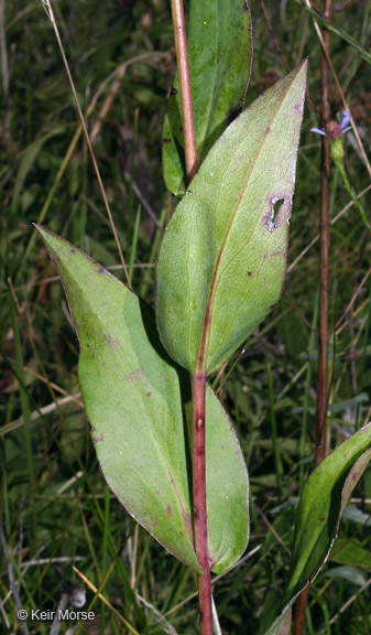 Symphyotrichum laeve var. laeve