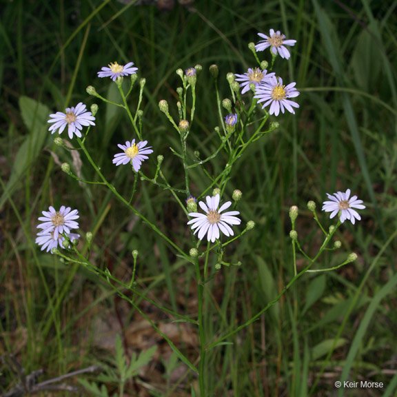Symphyotrichum oolentangiense