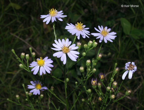 Symphyotrichum oolentangiense
