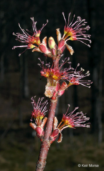 Acer rubrum