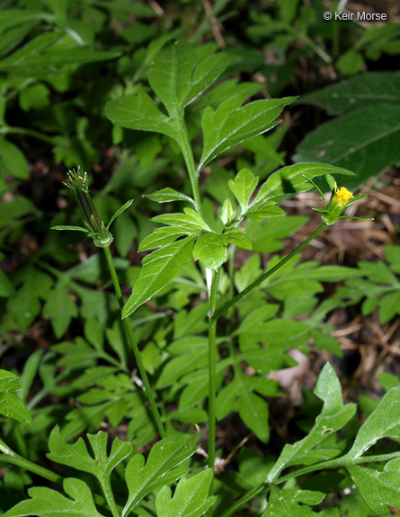 Bidens bipinnata