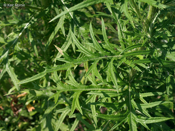 Cirsium discolor