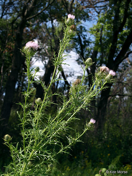 Cirsium discolor