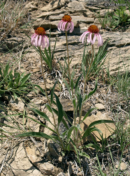 Echinacea angustifolia