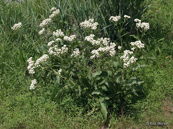 Parthenium integrifolium