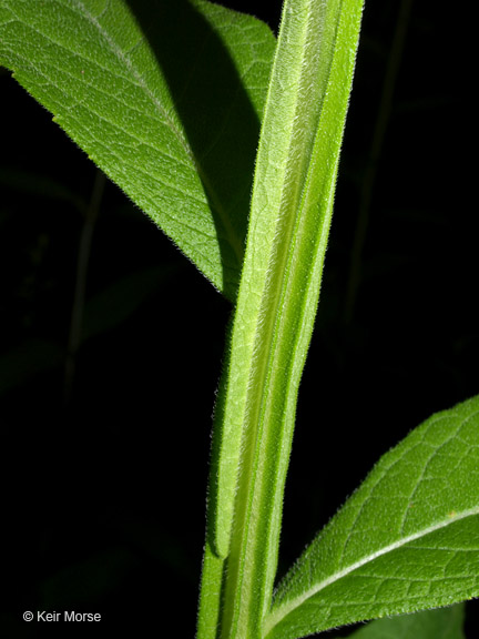 Verbesina alternifolia