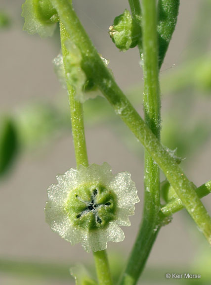 Cycloloma atriplicifolium