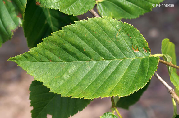 Betula alleghaniensis var. alleghaniensis