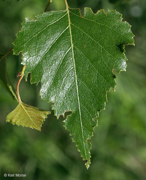 Betula X sandbergii