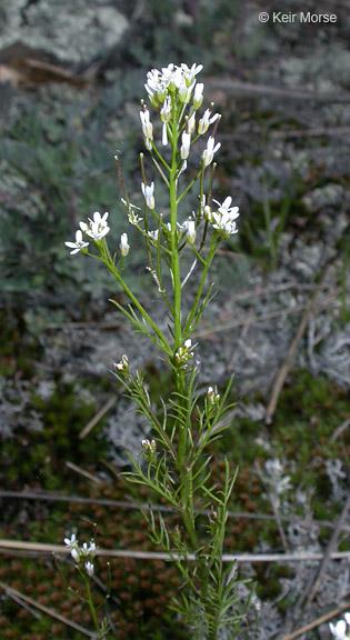 Cardamine parviflora var. arenicola