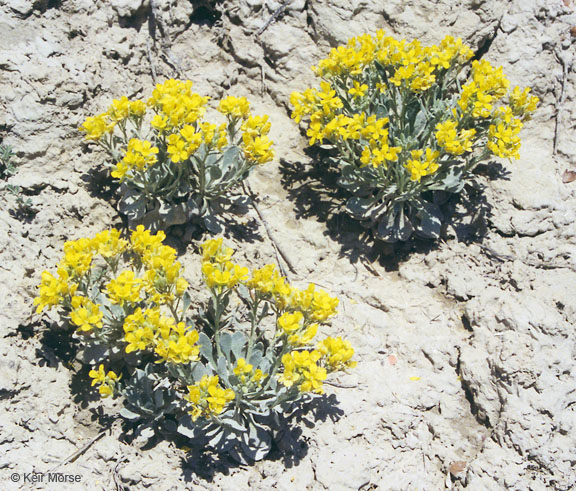 Physaria brassicoides