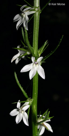 Lobelia spicata var. leptostachys