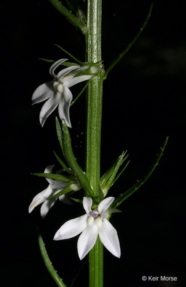Lobelia spicata var. leptostachys