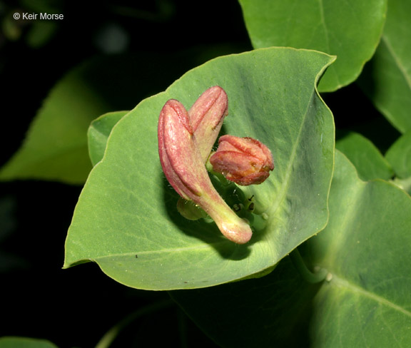 Lonicera dioica