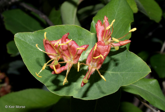 Lonicera dioica