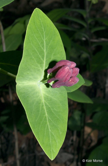 Lonicera dioica