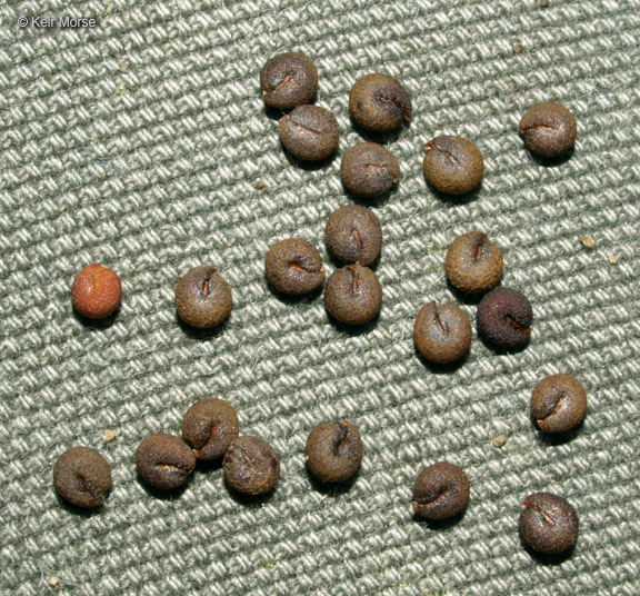 Polanisia dodecandra ssp. dodecandra