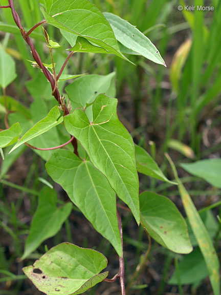 Calystegia sepium