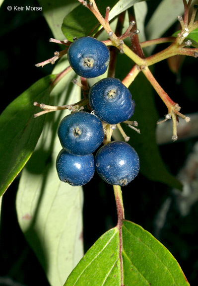 Cornus amomum ssp. obliqua