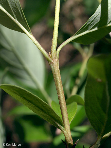 Cornus racemosa
