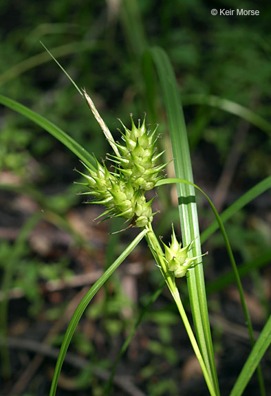 Carex lupulina