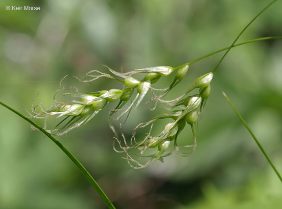 Carex sprengelii
