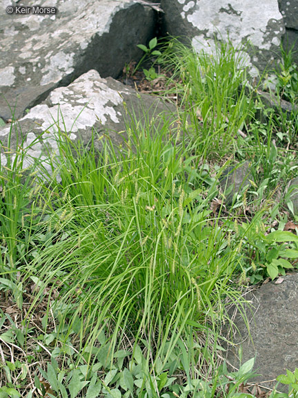 Carex sprengelii