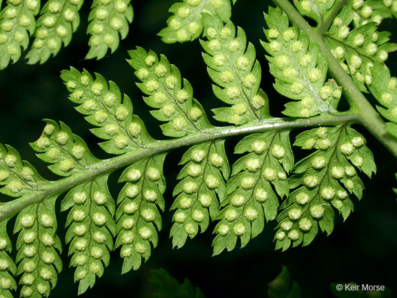 Dryopteris carthusiana