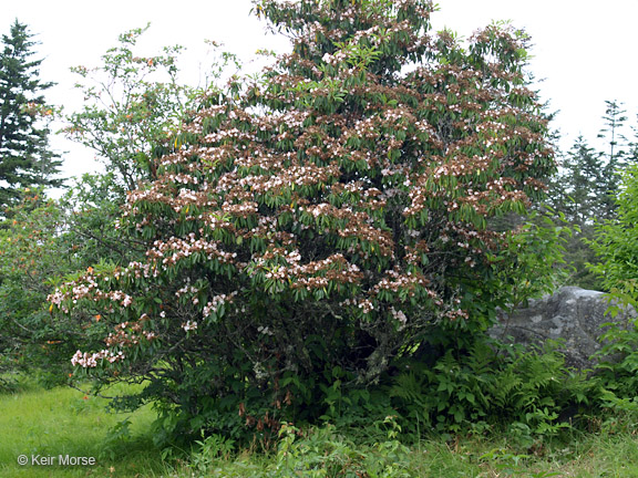 Kalmia latifolia