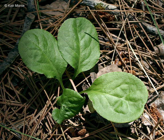 Pyrola elliptica