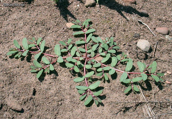 Euphorbia glyptosperma