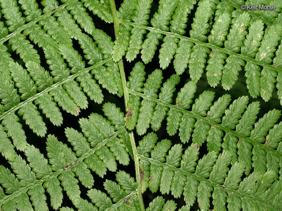 Athyrium angustum