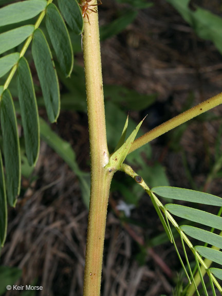 Chamaecrista fasciculata var. fasciculata