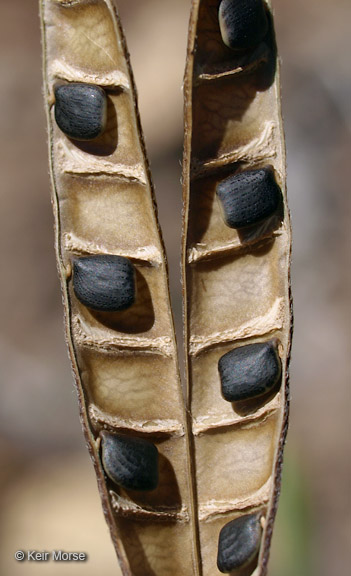 Chamaecrista fasciculata var. fasciculata