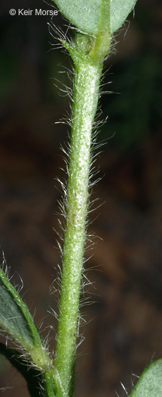 Crotalaria sagittalis