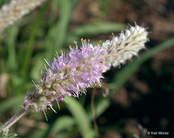 Dalea villosa var. villosa