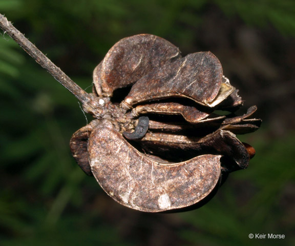 Desmanthus illinoensis