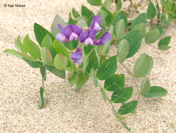 Lathyrus japonicus
