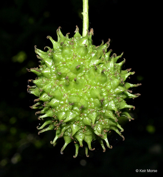 Liquidambar styraciflua