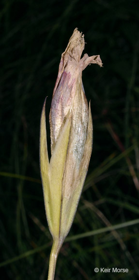 Gentianopsis procera