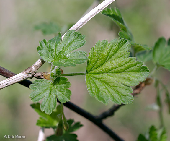 Ribes missouriense