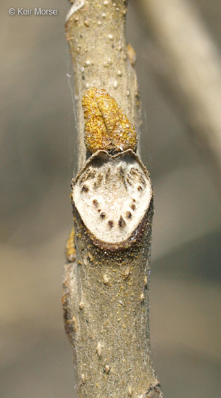 Carya cordiformis
