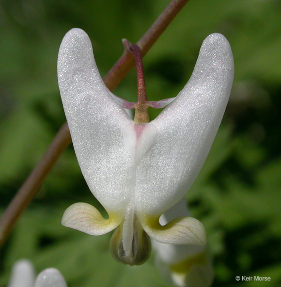 Dicentra cucullaria