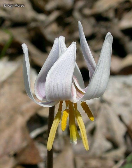 Erythronium albidum