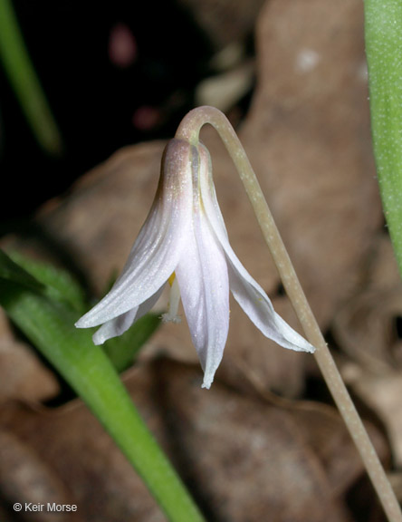 Erythronium propullans