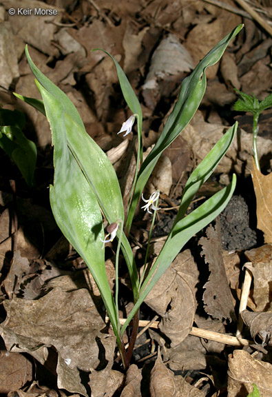 Erythronium propullans