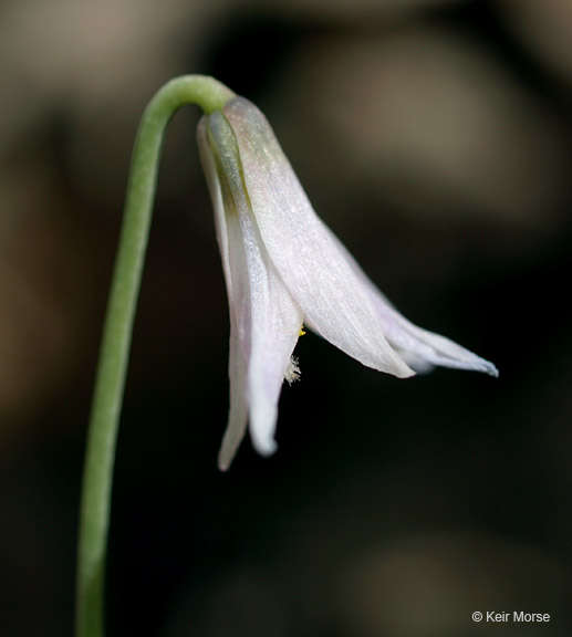 Erythronium propullans